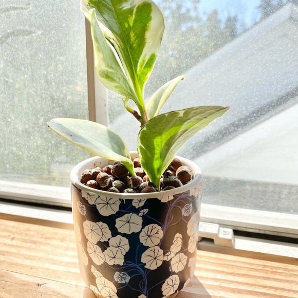 Variegated Pepperomia in LECA & Pot - Picture 2 of 3